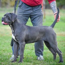 Betty - Cane Corso