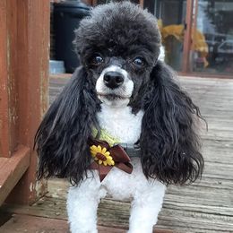Aussiedoodles, Miniature American Shepherds, and Poodles from Deer Run Farm