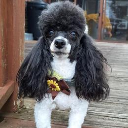 Aussiedoodles, Miniature American Shepherds, and Poodles from Deer Run Farm