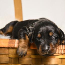 Girl 4 - Black and rust female Doberman Pinscher puppy in Overton, Texas from Obsidian Kennel