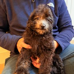 Boy 1 - Silver male Poodle puppy in Sn Bernrdno, California from JennieMiniPets