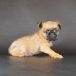 AKC Red Collar - Red female Brussels Griffon puppy in Florida from Robin’s Griffons