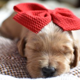 Goldendoodle Puppies from Edge Farm Goldendoodles