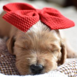 Goldendoodle Puppies from Edge Farm Goldendoodles