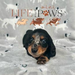 Lulu (pink) - Dapple female Dachshund puppy in Palm Bay, Florida from Life With Mini Paws