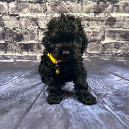 Janice - Black female Cockapoo puppy in Lancaster, Missouri from Cavapoo Acres