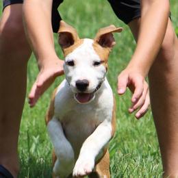 Squirrel - Red male American Staffordshire Terrier puppy in Guilford County, North Carolina from Explicit Kennel