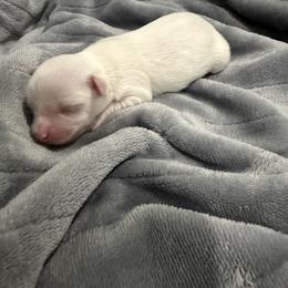 Archer - White male Havanese puppy in Cadwell, Georgia from Hashtag Havenese