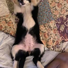 "Maizee Hanging Out - #minibernedoodle" Bernedoodle and Goldendoodle All Grown Up from Owen Doodles