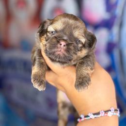 CKC Chip - Chocolate and tan male Shih Tzu puppy in Roseville, Michigan from Diamond Paws LLC