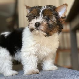 Pomeranian and Yorkshire Terrier Puppies from Chasing Rainbows Yorkies