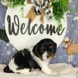 Milo - Tri-color male Cavalier King Charles Spaniel puppy in Marshfield, Missouri from Clearview Kennels