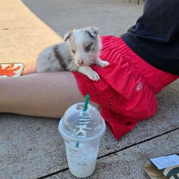 Smiley - Red merle male Border Collie puppy in Ripley, Oklahoma from Adventure5 Border Collies