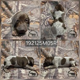 Boy 192125M05R - Liver and white male German Shorthaired Pointer puppy in Moyie Springs, Idaho from Wier Farms GSP