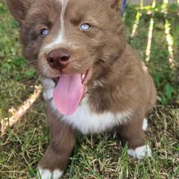 Bear - Red and white male Siberian Husky puppy in Louisville, Kentucky from Wild Hunt Huskies