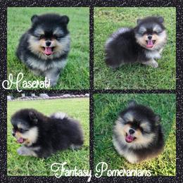 Maserati - Black and tan male Pomeranian puppy in Anna, Texas from Fantasy Pomeranians & Fantasy Aussies