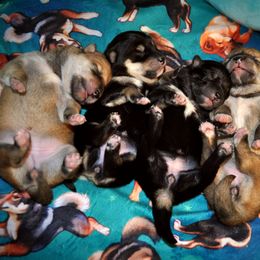 Shiba Inu Puppies from Tobitatsu Shiba Inu