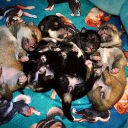 Shiba Inu Puppies from Tobitatsu Shiba Inu