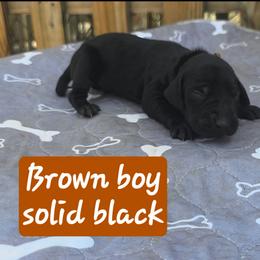Brown boy - Black male German Shorthaired Pointer puppy in Dahlonega, Georgia from Pointer Mountain Bird Dogs