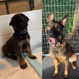 Kirby (blue) available in the future - male Belgian Malinois puppy in Dewy Rose, Georgia from Rolling G Kennels