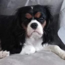 Minnie - Cavalier King Charles Spaniel