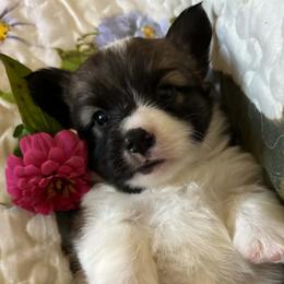 Cashew - Sable female Pembroke Welsh Corgi puppy in Lima, New York from Hickory Springs Corgis