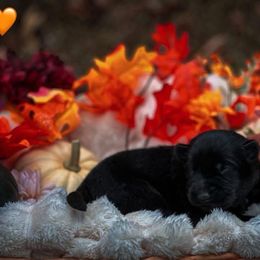 Jason (Orange Collar) - Black male German Shepherd puppy in Chattanooga, Tennessee from Lucianhaus