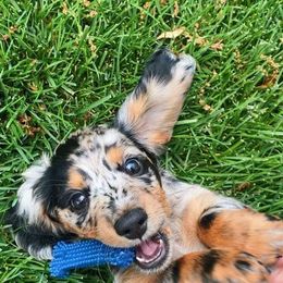 Dachshund Puppies from Strom Ranch
