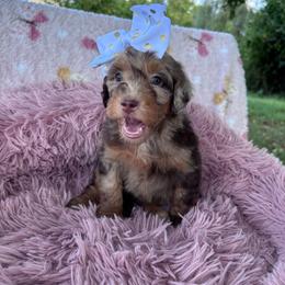 Mabel (red) - Chocolate merle female Bernedoodle puppy in Rising Sun, Indiana from Ruby Lane Doodles