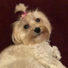 Morkies and Yorkshire Terriers from Lila’s Breeder Boutique