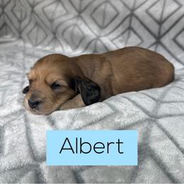 Albert 4000, Silky Wire, Cream Boy, Pet Only - Cream male Dachshund puppy in Pauls Valley, Oklahoma from Simply Happy Dachshunds