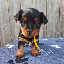 Mr. Yellow - Black and tan male Yorkshire Terrier puppy in Woodway, Texas from The Yorkie Empire