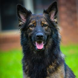 Opie - German Shepherd