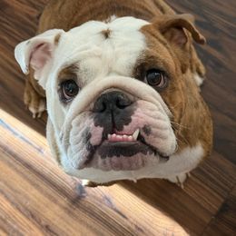 Koala - Bulldog