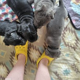 Cane Corso Puppies from Hardradas Dynasty Cane Corso