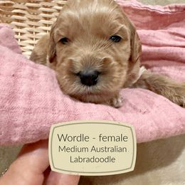 Wordle - Apricot female Australian Labradoodle puppy in Harrisonville, Missouri from Blessed Day Doodles