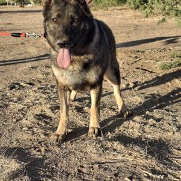 Lucy - Gray female German Shepherd puppy in Cochise, Arizona from Freiheit Von Himmel  Shepherds