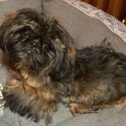 Swagger - Sable male Shih Tzu puppy in Nekoosa, Wisconsin from Brox Acres House of Fur LLC