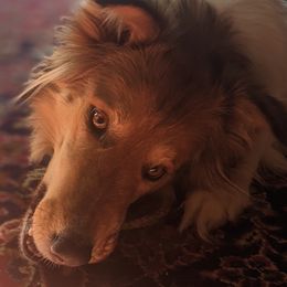 Old Time Scotch Collies from Chicken of the Woods Farm