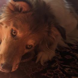 Old Time Scotch Collies from Chicken of the Woods Farm