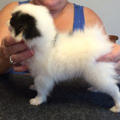 Japanese Chin and Pug Puppies from Ni Kokoro Japanese Chin