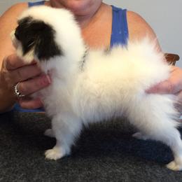 Japanese Chin and Pug Puppies from Ni Kokoro Japanese Chin
