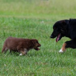 Australian Shepherd Puppies from Forte Australian Shepherds & Co.