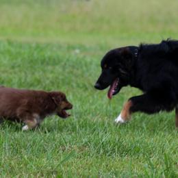 Australian Shepherd Puppies from Forte Australian Shepherds & Co.