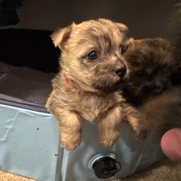 Cairn Terrier Puppies from Cook’s Cairn Terriers