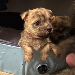 Cairn Terrier Puppies from Cook’s Cairn Terriers