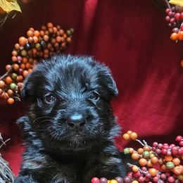Miss Purple - Black and red female German Shepherd puppy in Newaygo, Michigan from Sterley Shepherds
