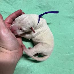 Violet - White and liver brown female Dalmatian puppy in Wilson, North Carolina from New Horizonz Dalmatians