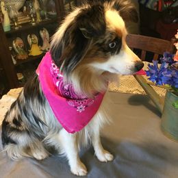 Miniature Australian Shepherd and Toy Australian Shepherd All Grown Up from Gamel’s Ausome Aussies