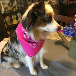 Miniature Australian Shepherd and Toy Australian Shepherd All Grown Up from Gamel’s Ausome Aussies
